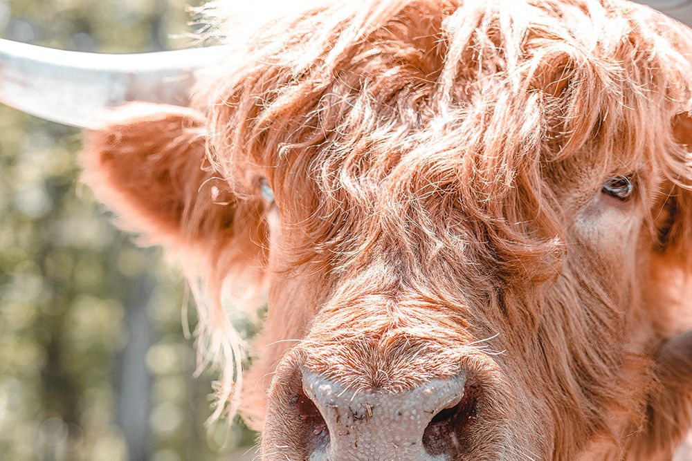 Cattle Eyes art print by Erin Marie for $57.95 CAD