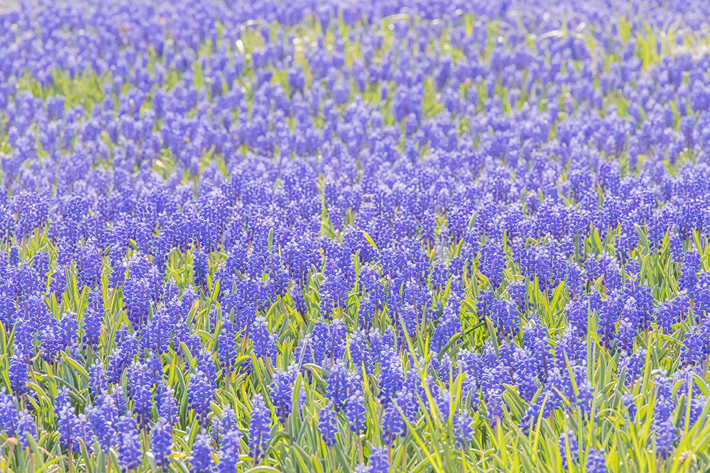 Grape Hyacinth Field art print by Erin Marie for $57.95 CAD