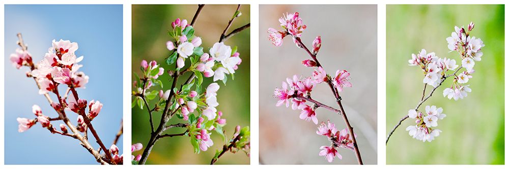 Cherry Blossoms art print by Gail Peck for $57.95 CAD