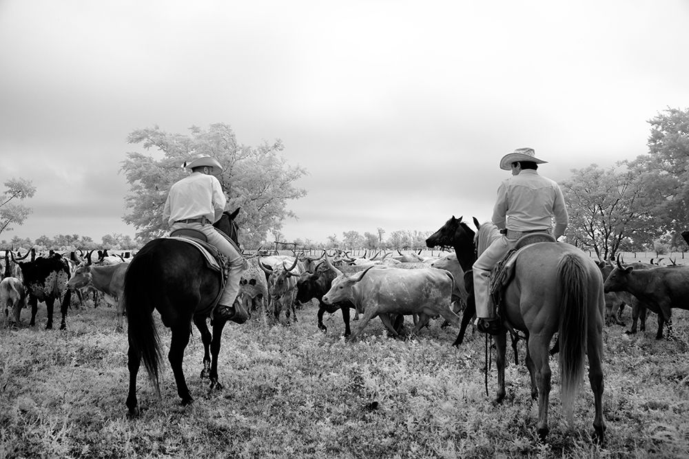 Texas Steer Drive art print by Piddix for $57.95 CAD