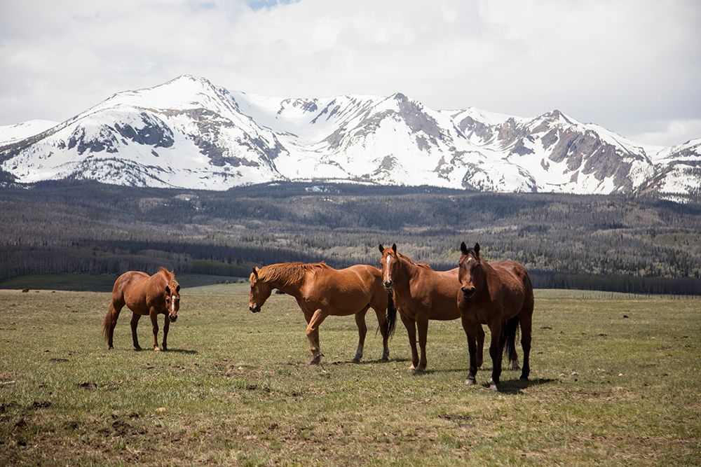 Horse Perspective art print by Piddix for $57.95 CAD