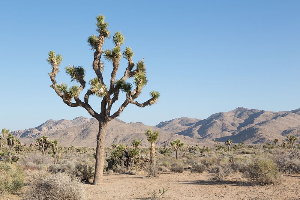 Cactus Sky art print by Piddix for $57.95 CAD