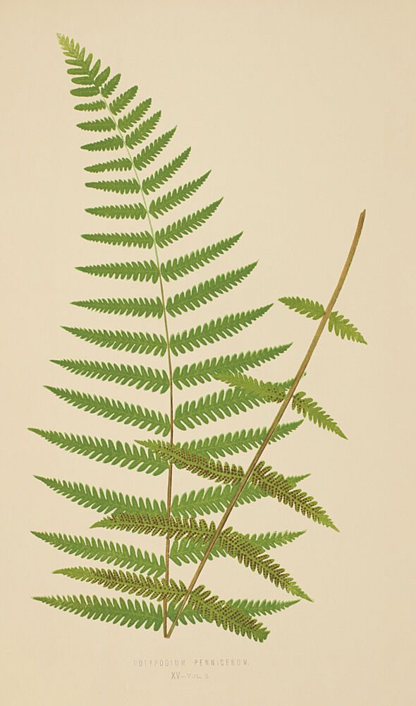 Vintage Fern I art print by V. Larkspar for $57.95 CAD