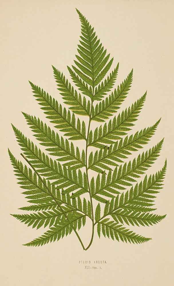 Vintage Fern II art print by V. Larkspar for $57.95 CAD