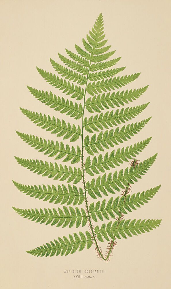 Vintage Fern III art print by V. Larkspar for $57.95 CAD
