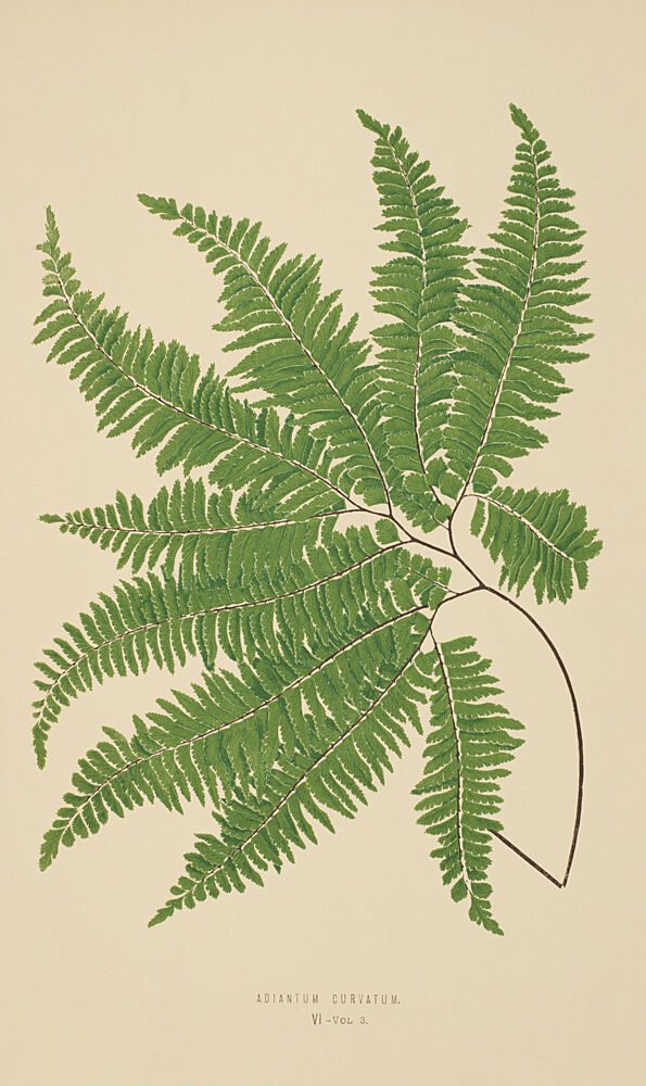 Vintage Fern IV art print by V. Larkspar for $57.95 CAD