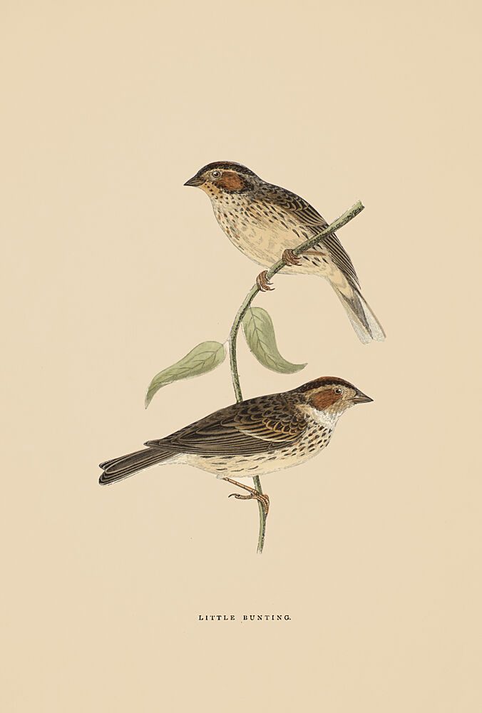 Two Little Buntings art print by V. Larkspar for $57.95 CAD