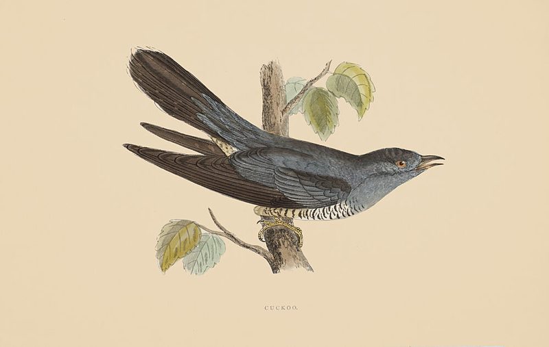 One Cuckoo Bird art print by V. Larkspar for $57.95 CAD