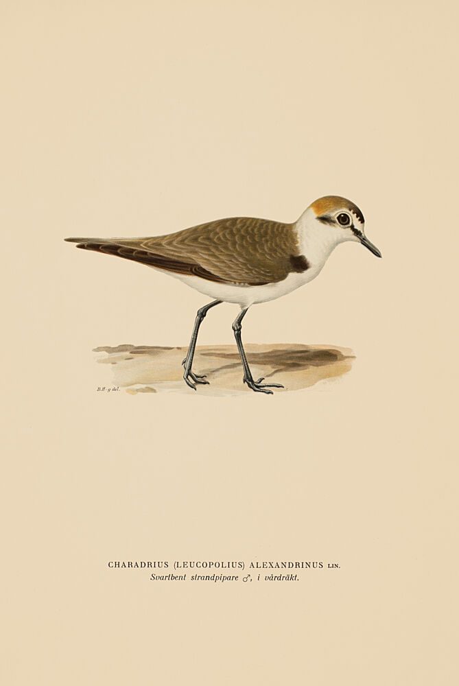 Sandpiper I art print by V. Larkspar for $57.95 CAD