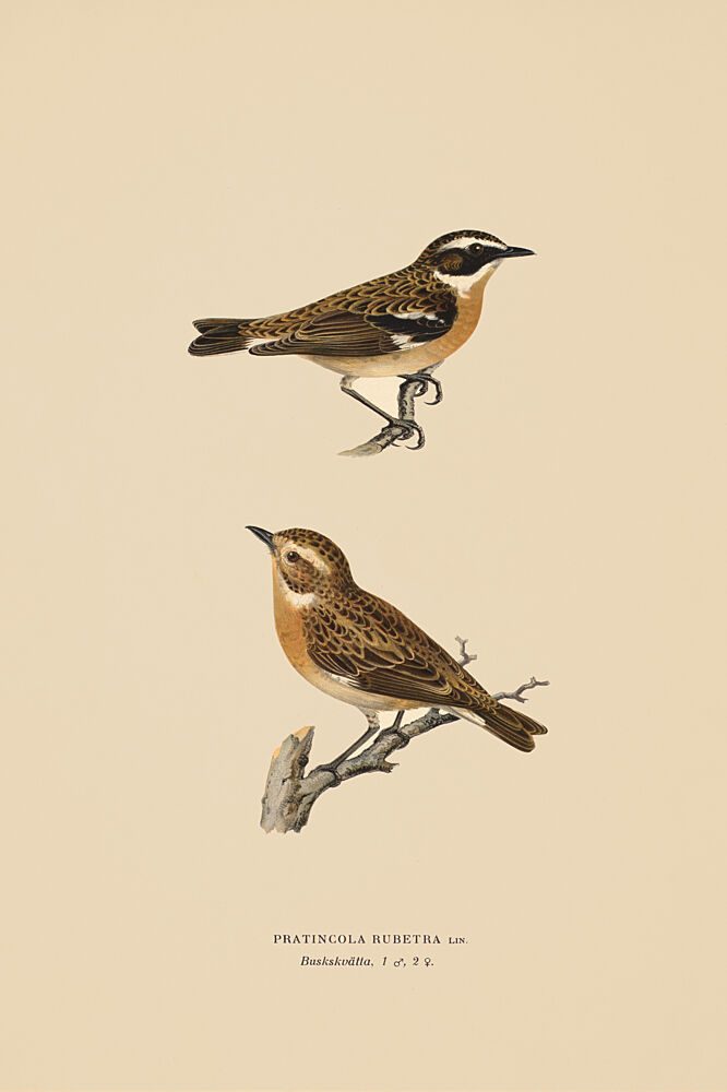 Two Little Whinchat Birds art print by V. Larkspar for $57.95 CAD