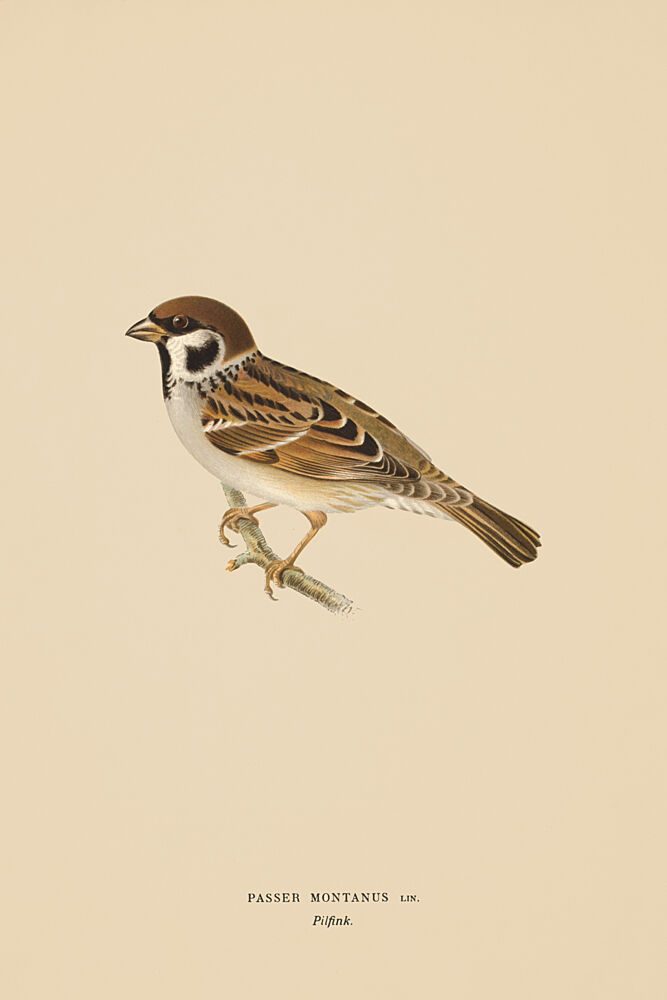 One Little Sparrow art print by V. Larkspar for $57.95 CAD