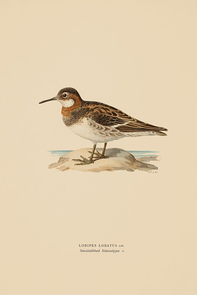 Sandpiper II art print by V. Larkspar for $57.95 CAD