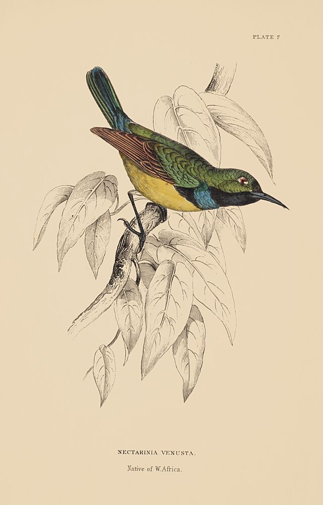One Little Sunbird art print by V. Larkspar for $57.95 CAD