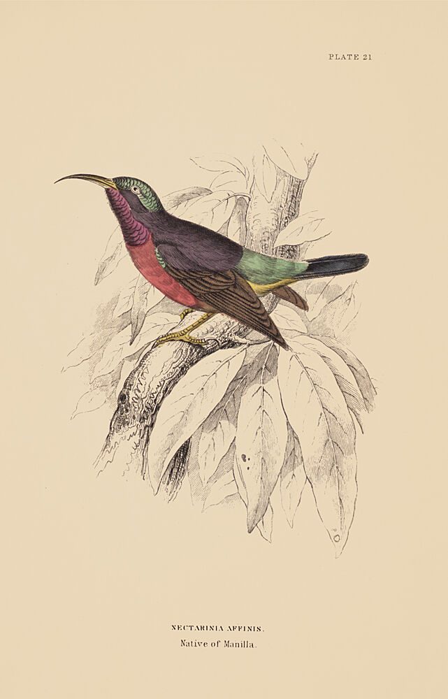 One Red Throated Sunbird art print by V. Larkspar for $57.95 CAD