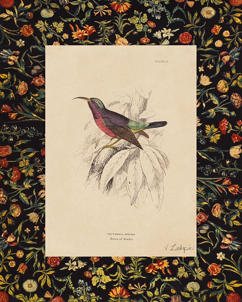Red Throated Sunbird with Border art print by V. Larkspar for $57.95 CAD