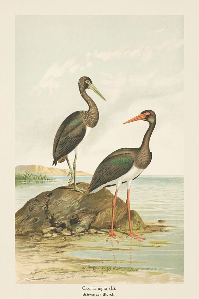 Two Black Storks art print by V. Larkspar for $57.95 CAD