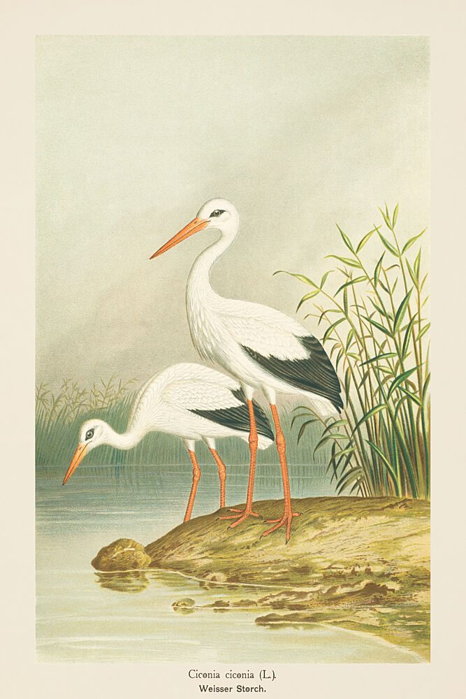 Two White Storks art print by V. Larkspar for $57.95 CAD