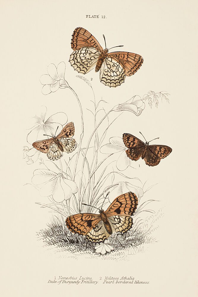 Mariposas III art print by V. Larkspar for $57.95 CAD