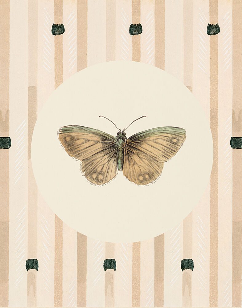 Mariposa Study I art print by V. Larkspar for $57.95 CAD