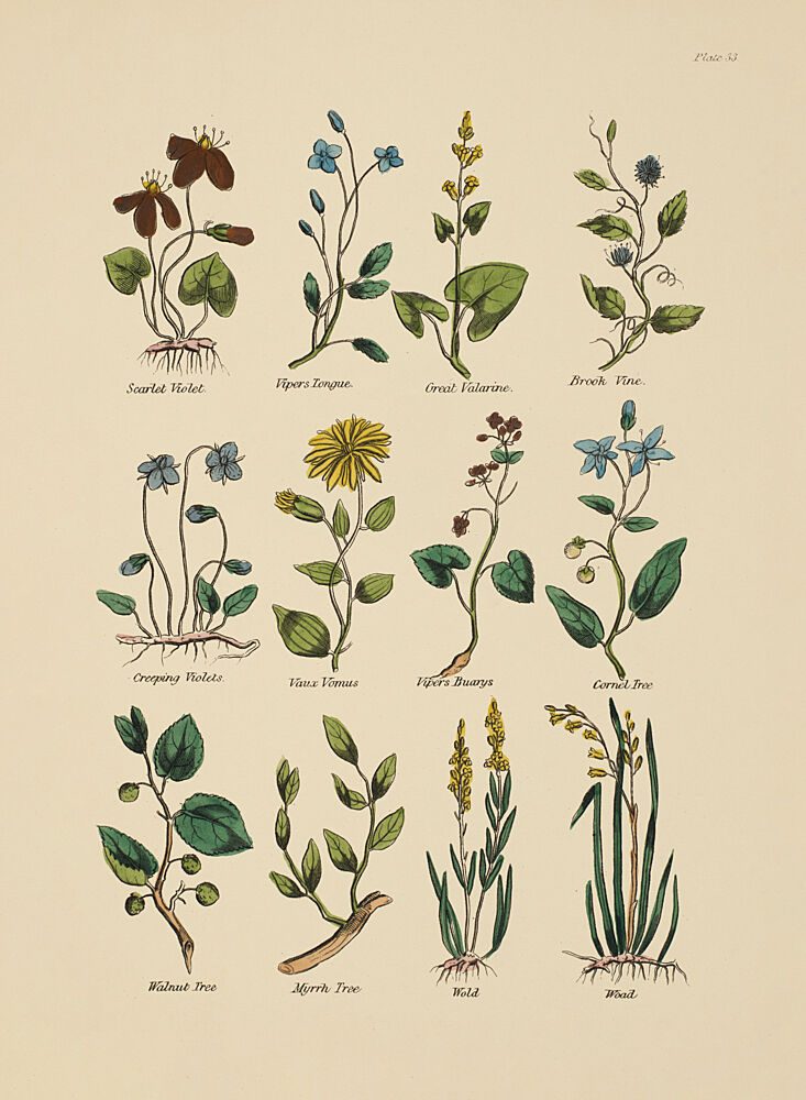 Botanical Study III art print by V. Larkspar for $57.95 CAD