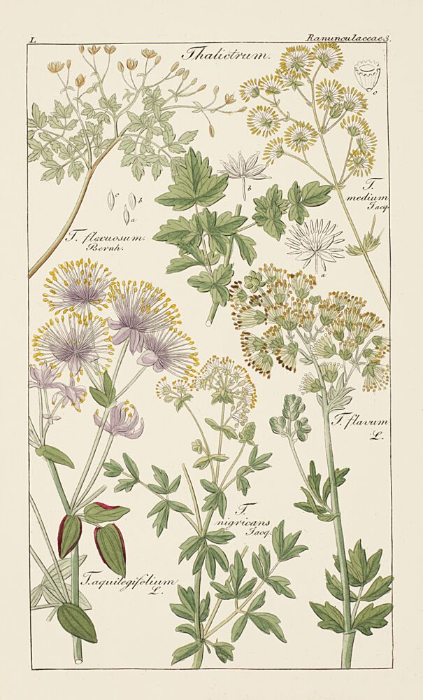 Botanical Latin Study I art print by V. Larkspar for $57.95 CAD