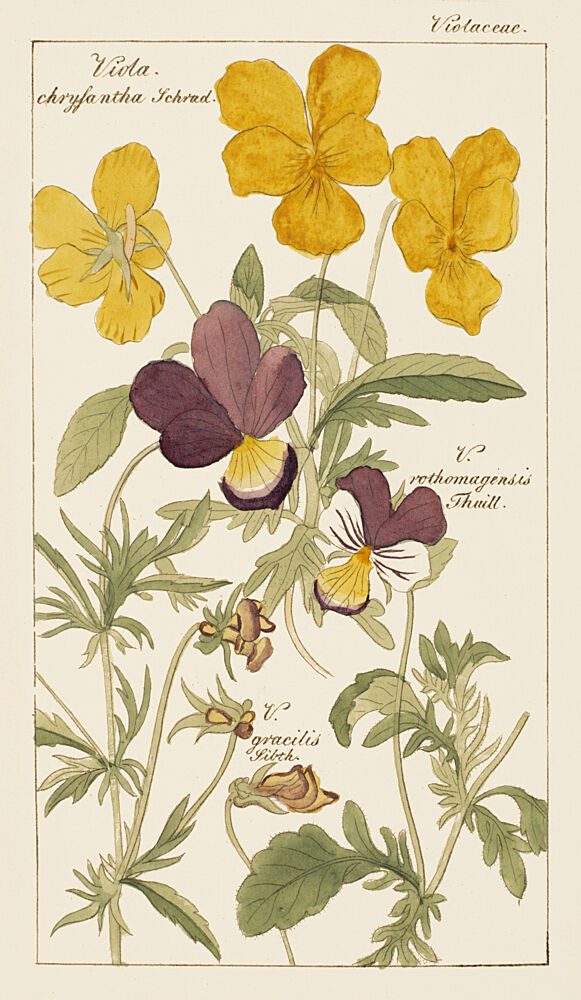 Botanical Latin Study II art print by V. Larkspar for $57.95 CAD