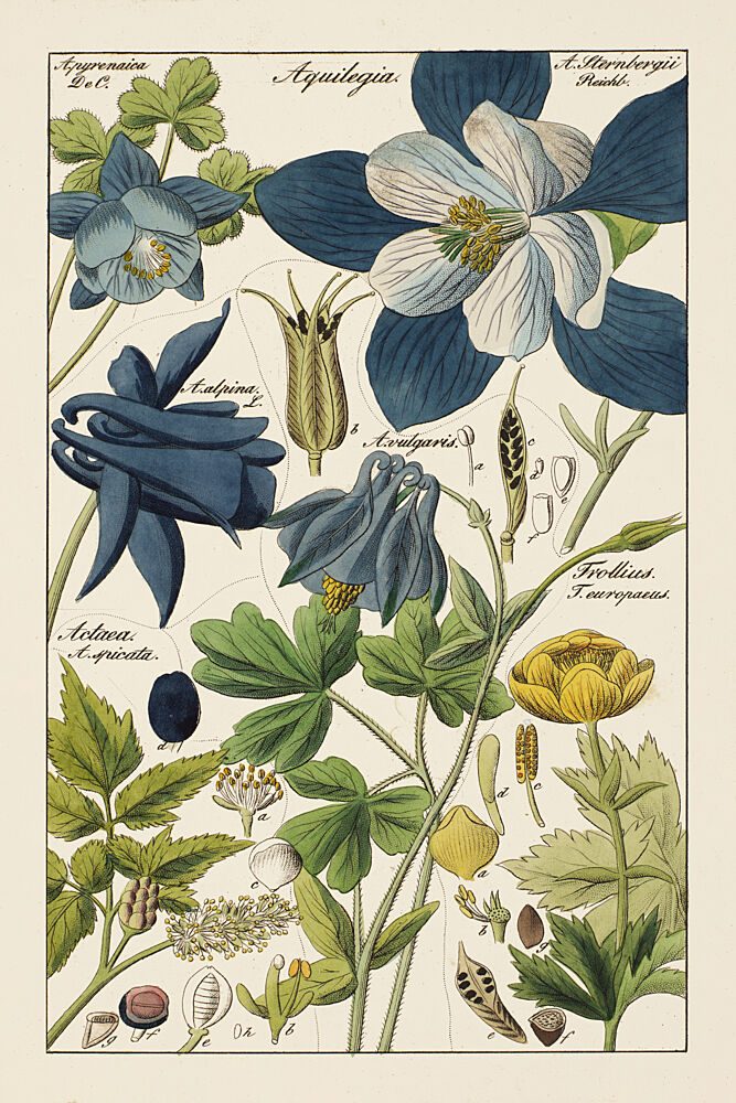 Botanical Latin Study III art print by V. Larkspar for $57.95 CAD