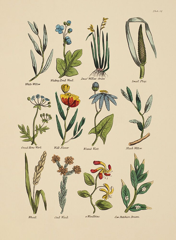 Botanical Study I art print by V. Larkspar for $57.95 CAD