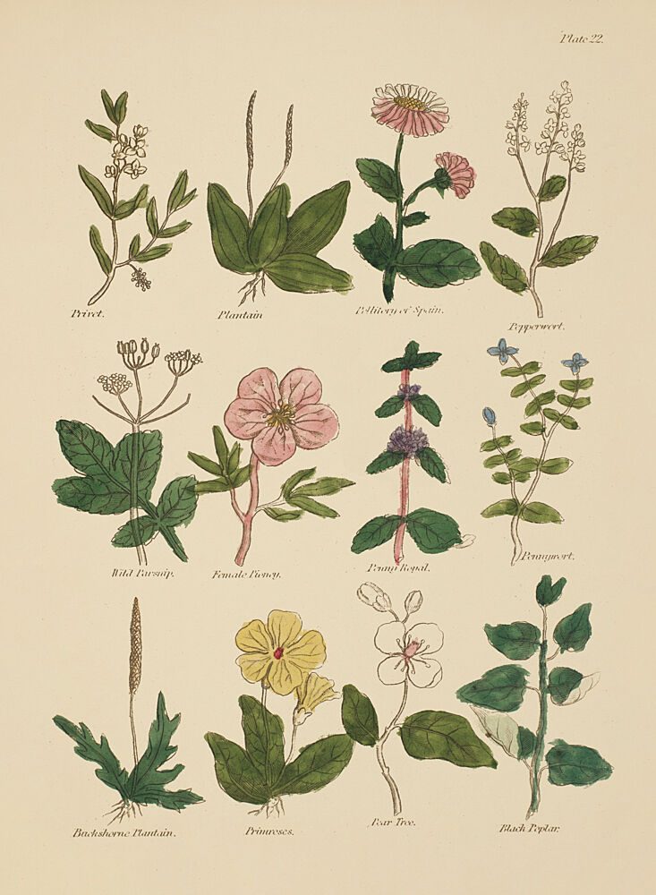 Botanical Study IV art print by V. Larkspar for $57.95 CAD