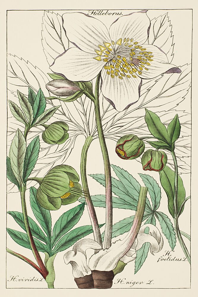 Botanical Latin Study IV art print by V. Larkspar for $57.95 CAD