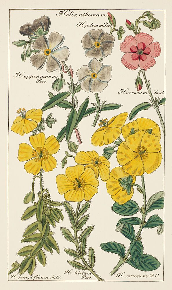 Botanical Latin Study V art print by V. Larkspar for $57.95 CAD