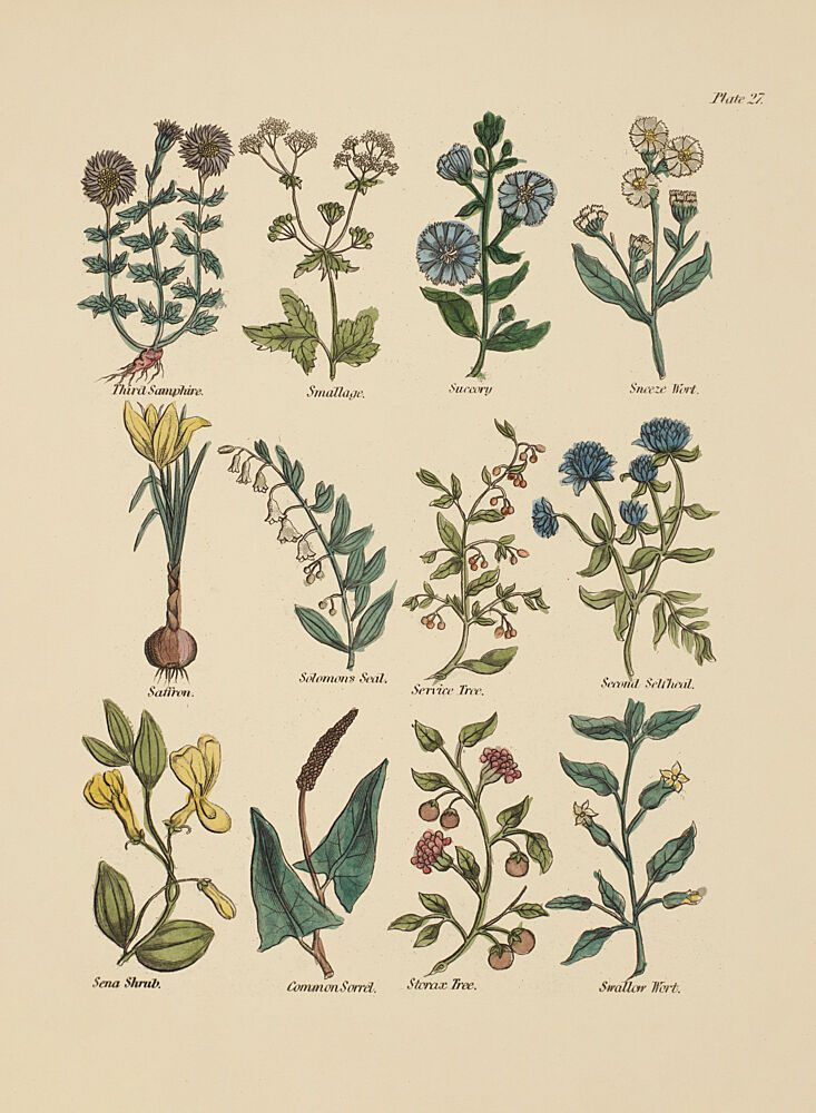 Botanical Study II art print by V. Larkspar for $57.95 CAD