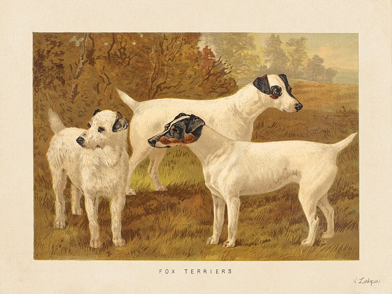 Three Fox Terriers art print by V. Larkspar for $57.95 CAD