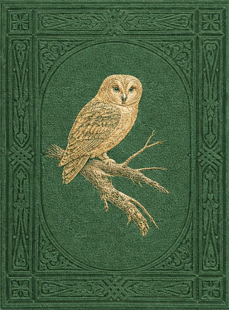 Vintage Owl art print by V. Larkspar for $57.95 CAD