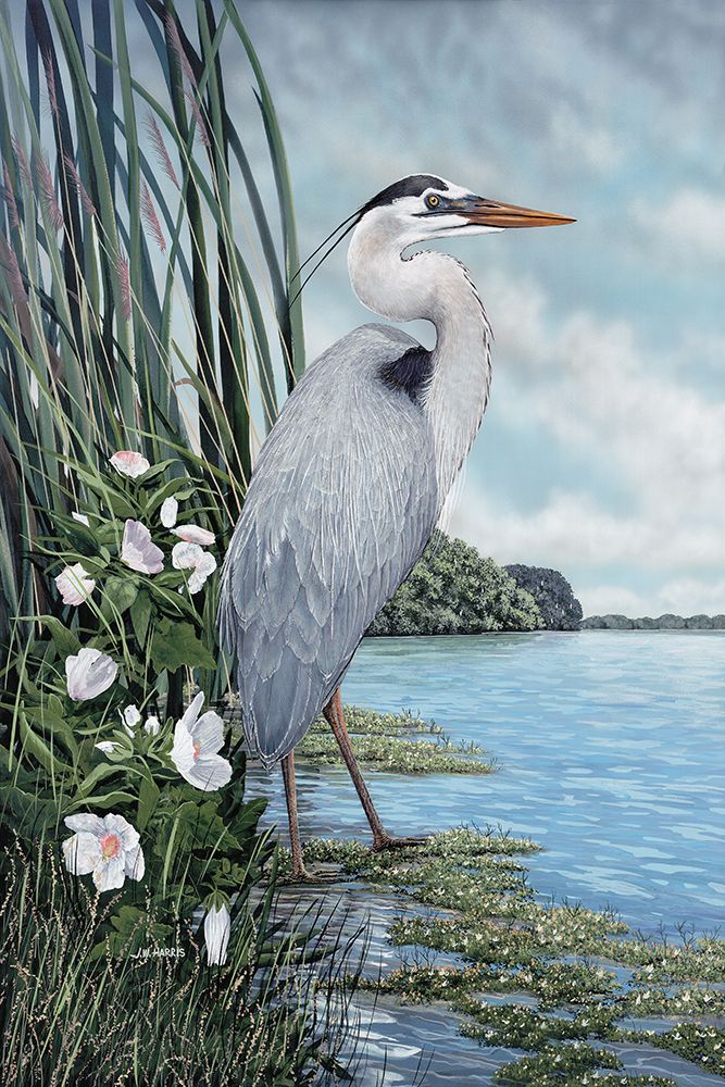 Great Blue Heron art print by James Harris for $57.95 CAD