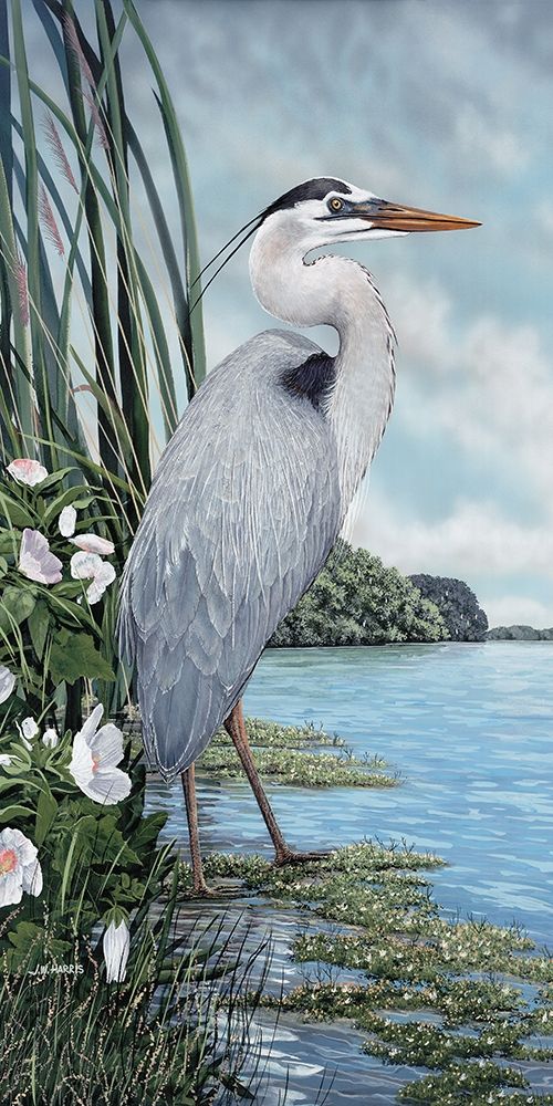 Great Blue Heron art print by James Harris for $57.95 CAD