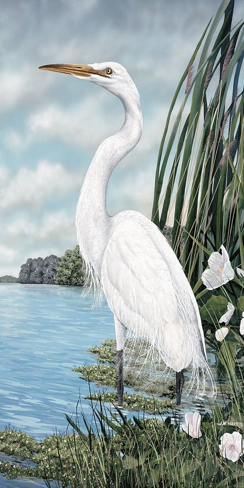 Great White Egret art print by James Harris for $57.95 CAD