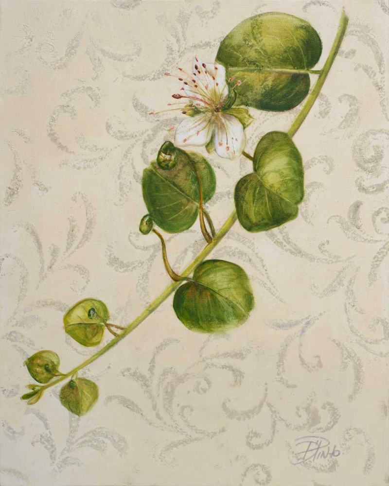 Botanica I art print by Patricia Pinto for $57.95 CAD