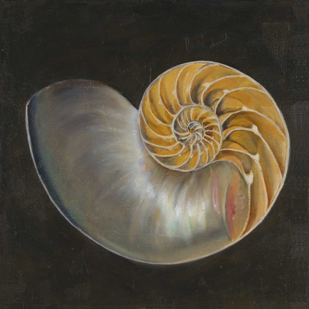 Seashell III art print by Patricia Pinto for $57.95 CAD