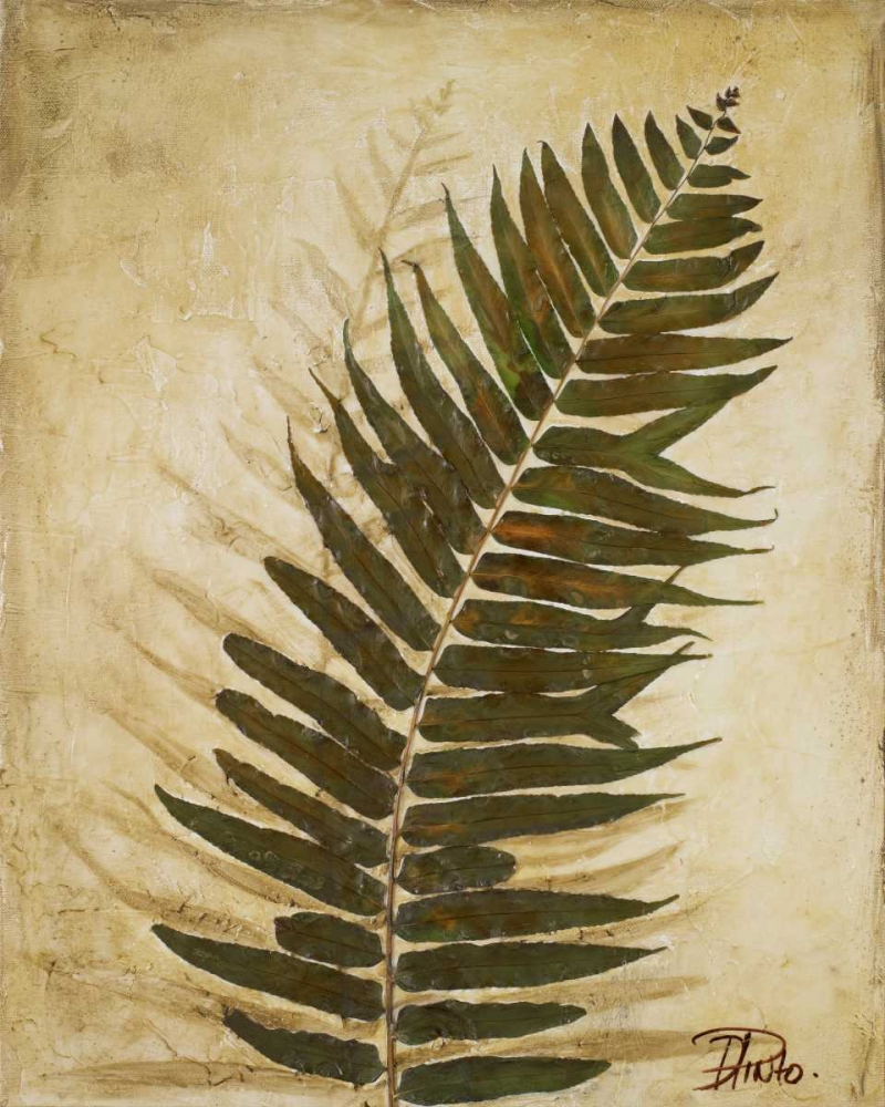 Ferns II art print by Patricia Pinto for $57.95 CAD