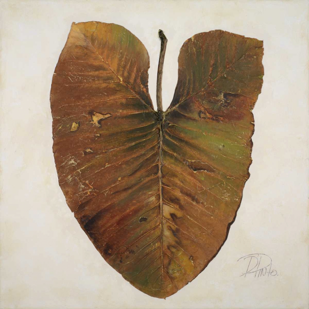 Amazonas II art print by Patricia Pinto for $57.95 CAD