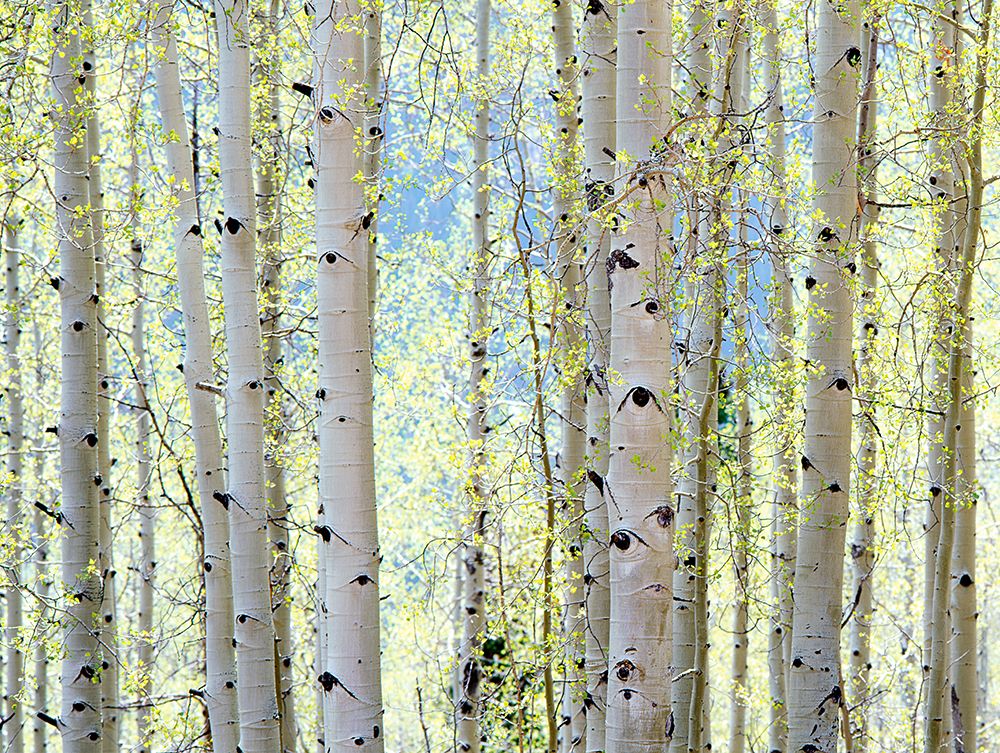 Aspen art print by Shelley Lake for $57.95 CAD