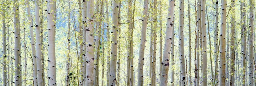 Aspen art print by Shelley Lake for $57.95 CAD
