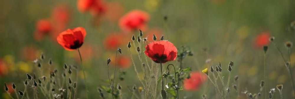 Soft Petals art print by Shelley Lake for $57.95 CAD