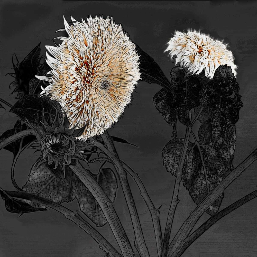 Sunflowers I art print by Shelley Lake for $57.95 CAD