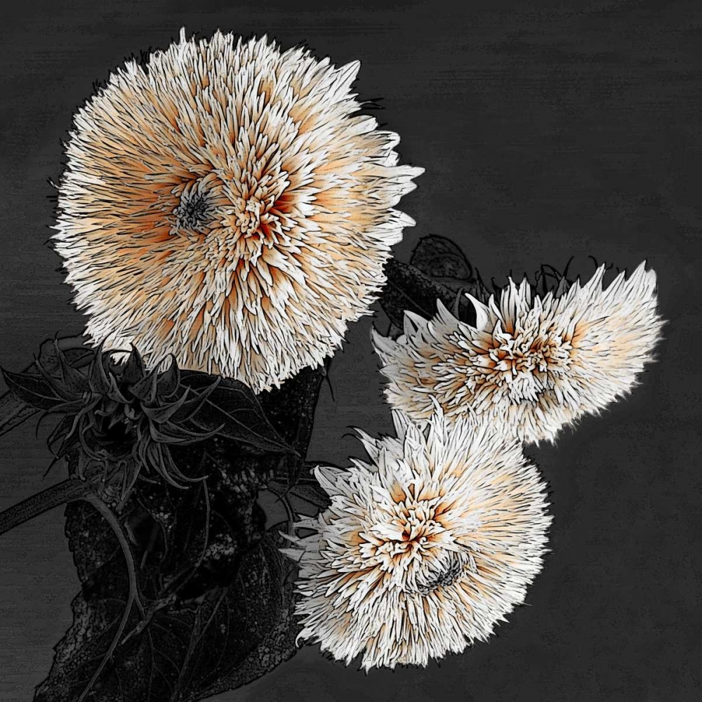 Sunflowers II art print by Shelley Lake for $57.95 CAD