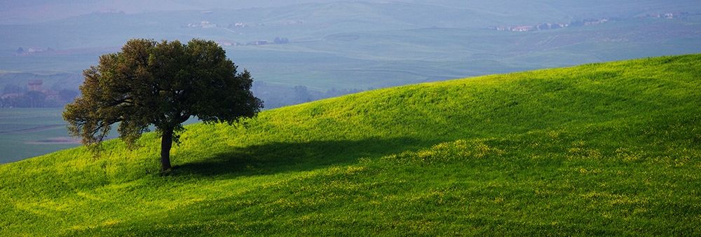 Tuscan Tree art print by Shelley Lake for $57.95 CAD