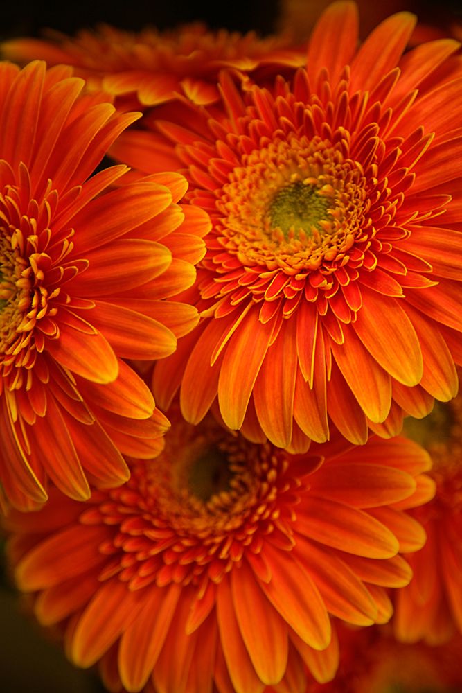 Tangerine Daises art print by Shelley Lake for $57.95 CAD