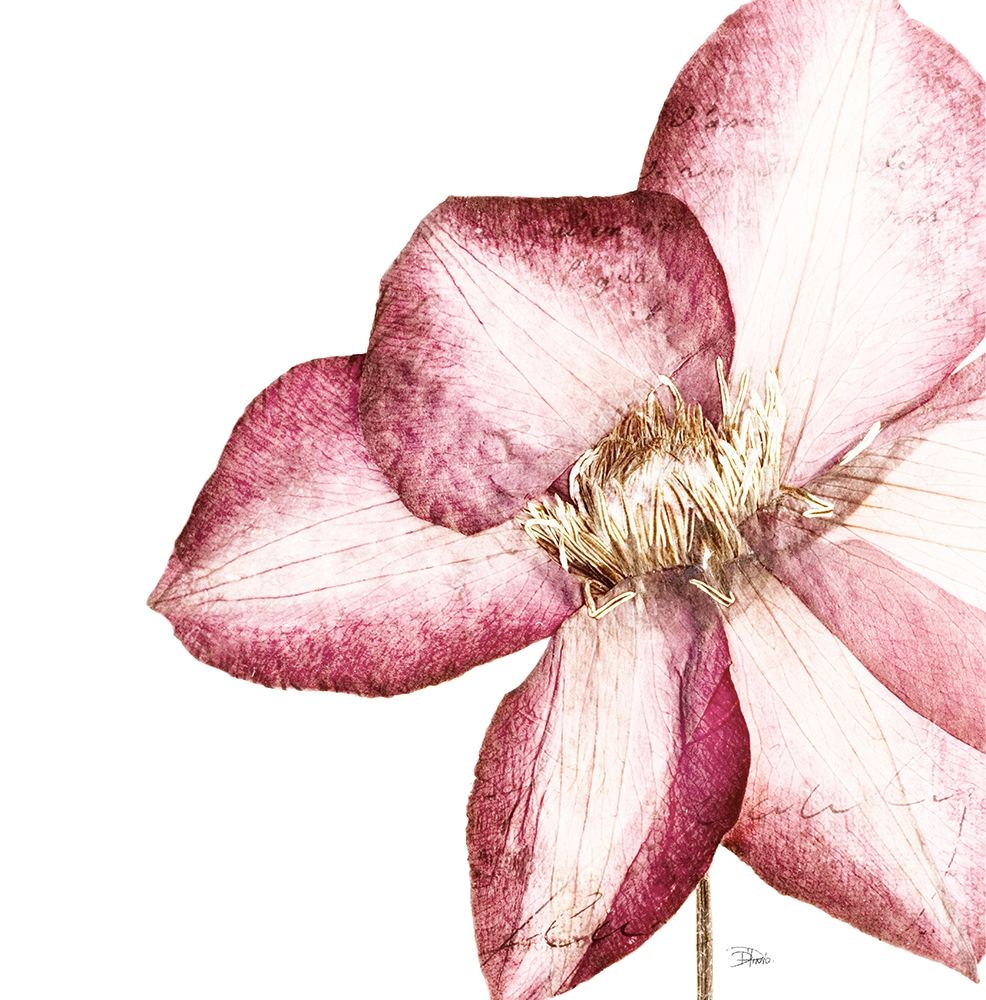 Rouge Plum Flowers I art print by Patricia Pinto for $57.95 CAD