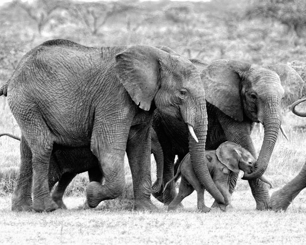 Elephant Family art print by Sarah Farnsworth for $57.95 CAD